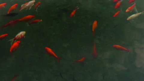 A group of fish swimming in a pond Stock Footage 272320264