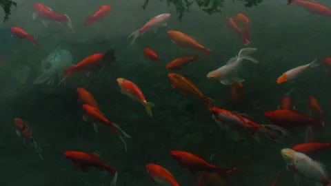 A group of fish swimming in a pond Stock Footage 273081038