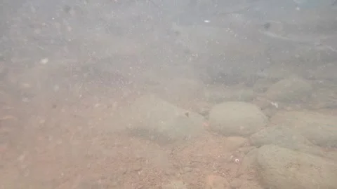 A group of fish is swimming in the river. Stock Footage 240616813