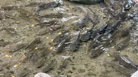 Group of Fish Swimming in a Shallow Stream 스톡 동영상 308270779