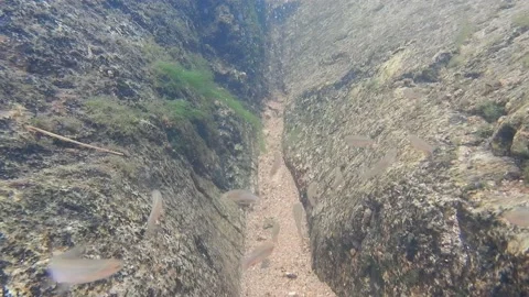 Group  fish swimming in the stream. Stock Footage 165285543