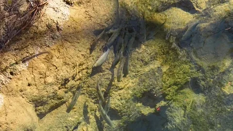A group of fish swims and feeds near the river bank in the mountains. Clean Stock Footage 247186131