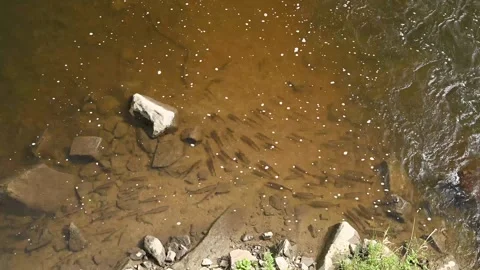 A group of fish swims and feeds near the river bank in the mountains. Clean Stock Footage 250462811