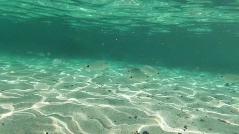 Group of fish swims ashore Stock Footage 158042067