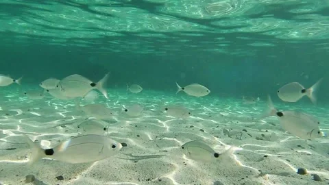 Group of fish swims on the bottom of the sea near the beach Stock Footage 158042044