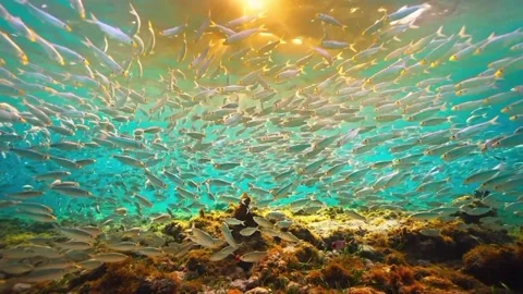 A group of fish swims in the clear waters of a tropical ocean. Stock Footage 328448532