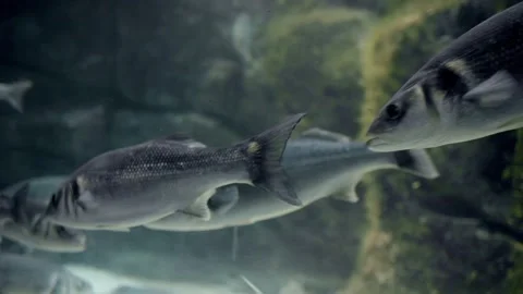 A group of fish swims on the ocean floor among the rocks. Stock Footage 240848349
