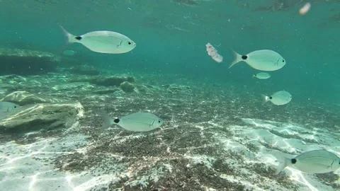 Group of fish swims on the seabed among the rocks Stock Footage 158041880
