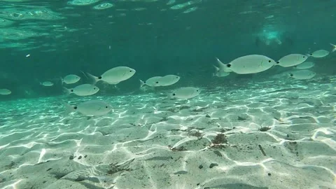 Group of fish swims on the seabed Stock Footage 158041896
