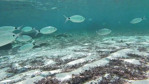Group of fish swims on the seabed Stock Footage 158042014