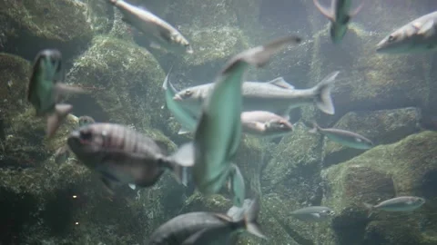 A group of fish in troubled water randomly swim along the ocean floor. Stock Footage 240848687