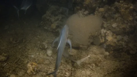 Group of fish under the dark waters Video stock 79523231