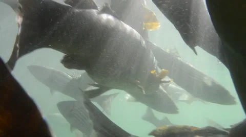 A group of fish, underwater and close Stock Footage 41645323