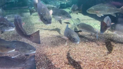 A group of fish in the water Stock Footage 155400982