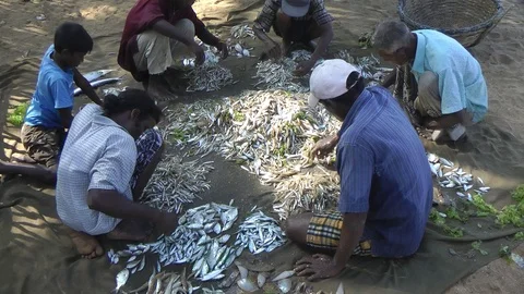 Group of fishermen share fish after fishing at India Stock Footage
