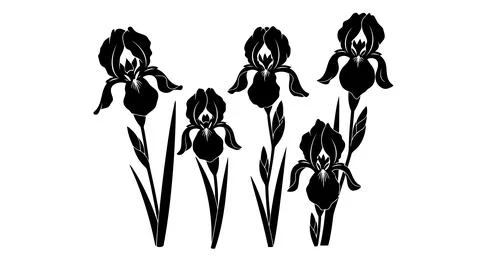 A group of five black irises on a white background Stock Illustration