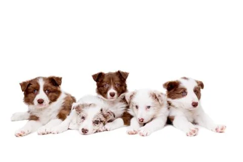 Group of five border collie puppy dogs Stock Photos