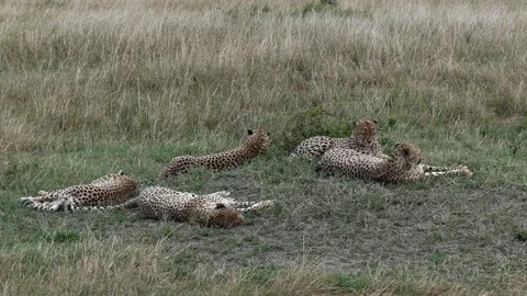 A group of five cheetah brothers rests in the afternoon in the savannah Stock Footage 100716754