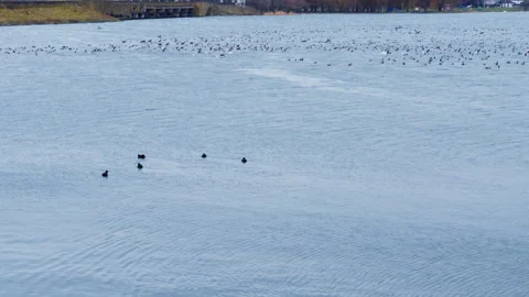 Group of five dark ducks floating on the river surface. Stock Footage 260962287