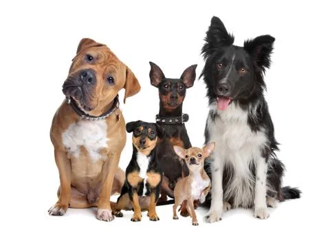 Group of five dogs Stock Photos