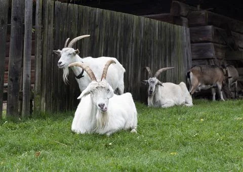 Group of five goats Фото