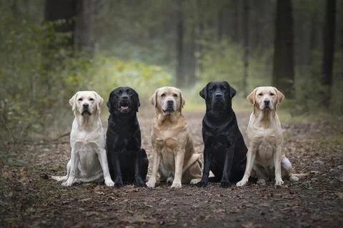 Group of five labrador retrievers looking at the camera sitting in a forest.. Stock Photos