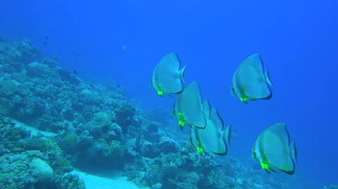Group Of Five Orbicular Bat Fish Swim Through Some Coral Reefs 4K Stock Footage 68036597