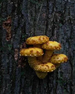 Group of five sharp-scaly pholiota mushrooms  growing on tree trunk Stock Photos