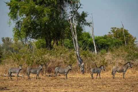 Group of five zebras in a row Stock Photos