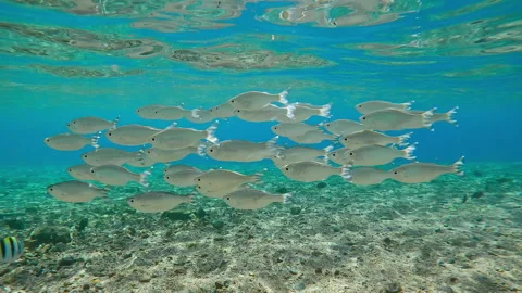 Group of Flagtail fish and other fishes swim in shallow water over sandy-stoned Video stock 316824891