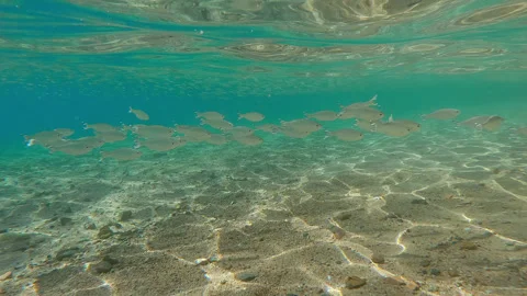 Group of Flagtail fish swim in blue water over sandy-stoned bottom with Video stock 329078638