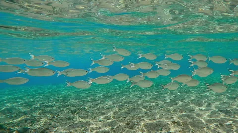 Group of Flagtail fish swim over sandy-stoned seabed against blue water with Video stock 331475365