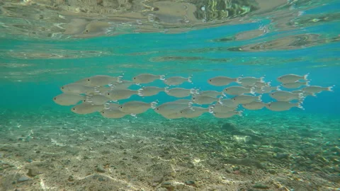 Group of Flagtail fish swims in blue water over sandy-stoned seabed, shimmering  Video stock 312805114