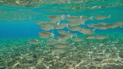Group of Flagtail swim over sandy-stoned seabed sparkling in sunlight against Video stock 318805176