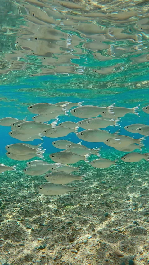Group of Flagtail swim over sandy-stoned seabed sparkling in sunlight, against Video stock 320608805