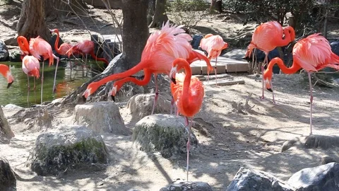 Group of Flamingo. Stock Footage 111403475