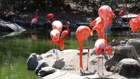 Group of Flamingo. Video stock 111683158
