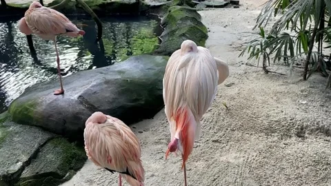 A group of flamingo. Stock Footage 227359222