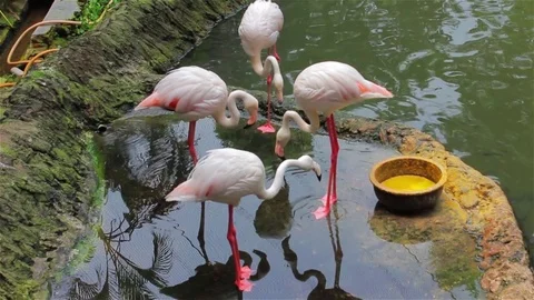 A group of flamingoes. 스톡 동영상 80187720