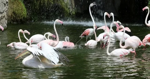 Group of flamingos 1 Video stock 80534593