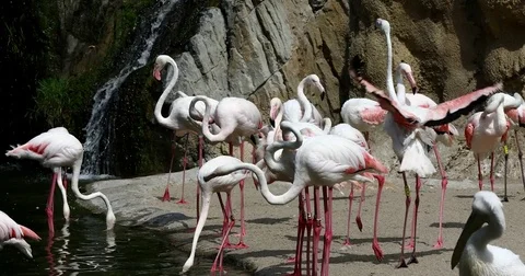 Group of flamingos 2 Stock Footage 80533015