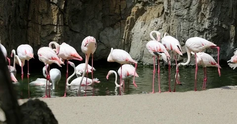 Group of flamingos 5 Stock Footage 80287915