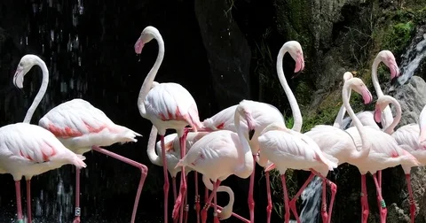 Group of flamingos 8 Stock Footage 80151046