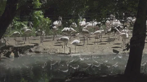 Group Of Flamingos Vídeos de archivo 65987128