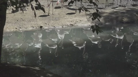 Group Of Flamingos Stock Footage 65988076