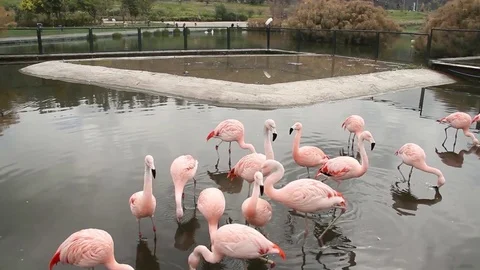 Group of Flamingos Stock Footage 77049056