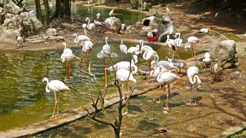 A group of flamingos 動画素材 78407052