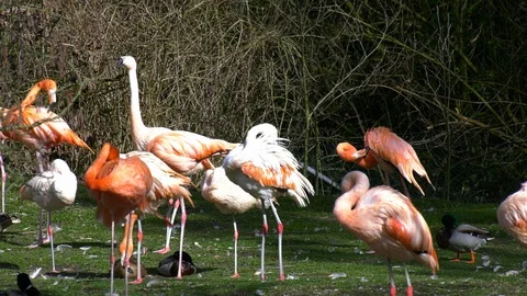 Group of flamingos Stock Footage 117716596