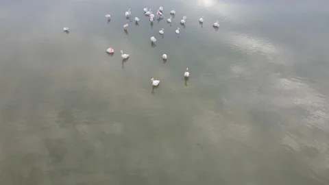 Group of Flamingos Video stock 150370729