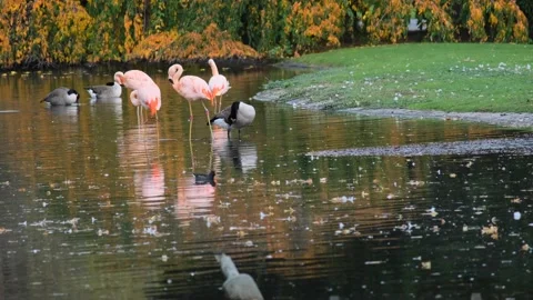 Group of flamingos Stock Footage 220217678